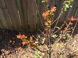 Crepe myrtle bark scale insects make their home on the plant's exfoliating white bark, where they conceal themselves beneath protective wax. My Dying Crape Myrtle Helpfulgardener Com