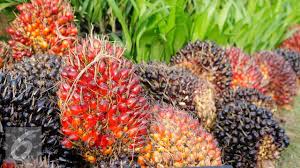 Dapatkan harga kelapa sawit termurah di halaman jual kelapa sawit agromaret. Harga Kelapa Sawit Di Riau Naik Rp 127 09 Per Kg Bisnis Liputan6 Com