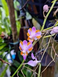 Image result for Disperis reichenbachiana