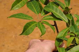 Image result for Astropanax barteri