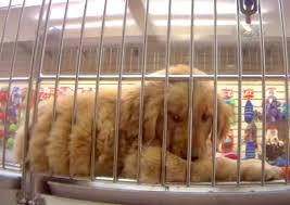 The puppies are also never kept at the store overnight or during the week. Breaking Hsus Undercover Investigation Reveals Chronic Problem With Sick Dead Puppies At Petland Stores World Animal News