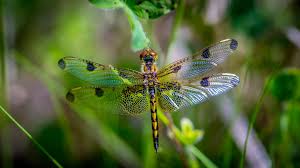 Fumee Dragonfly Dragonfly Gossamer Wings Dragon Flys