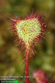 Drosera Rotundifolia Is A Species Of Sundew A Carnivorous Plant Often Found In Bogs Marshes And Fens Info Wik Carnivorous Plants Unusual Plants Sundew Plant