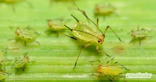 16 Wirksame Hausmittel Gegen Blattlause Diese Naturlichen Mittel Helfen Hausmittel Gegen Blattlause Hausmittel Unkraut Im Garten