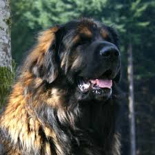 Maybe you would like to learn more about one of these? 130 Leonberger Ideas Leonberger Leonberger Dog Big Dogs