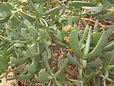 Image result for Lophiocarpaceae