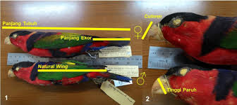 Warna merah menyelimuti dada atas dan kepala. Gambar 1 Ilustr Asi Pengukur An Mor Fometr Ik Pada Spesimen Museum 1 Download Scientific Diagram