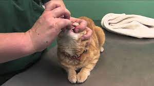 Brewer's yeast is a supplement that we give to our cats everyday and guffy particularly loves it! How To Pill A Cat Youtube