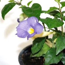 Image result for Thunbergia erecta