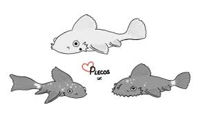 Pin By Carrasque On Catfish Otos Plecos Fish Drawings Pleco Fish Aquarium Fish