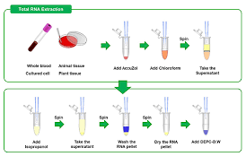 The sample of interest is mixed with the qubit working solution, incubated at room temperature for 2 min, and the fluorescence read. Accuzol Total Rna Extraction Reagent 100 Ml Bioneer K 3090 Labscoop Com