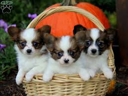 Puppyfinder.com is your source for finding an ideal puppy for sale in pennsylvania, usa area. Chester Papillon Puppy For Sale In Pennsylvania Papillon Puppy Papillon Puppies For Sale Papillon Dog Puppy