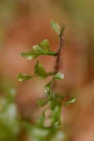 Image result for Didymoglossum