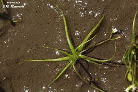 Image result for Subularia