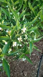 Image result for Justicia australis