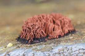Image result for Stemonitis splendens