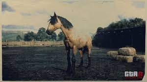 4 years height:16 hh breed: Buckskin Mustang Rdr2 Red Dead Online Horses Database Stats Locations
