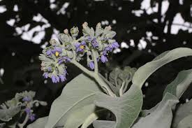 Image result for Solanum mauritianum