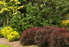 Image result for Thunbergia pynaertii