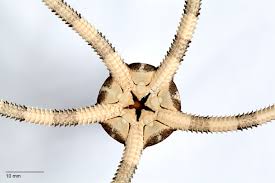 Image result for Ophrestia unicostata