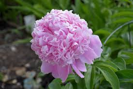 Our roots oakland nursery was founded in 1940 on maize pike in columbus, ohio. Sarah Bernhardt Peony Paeonia Sarah Bernhardt In Columbus Dublin Delaware Grove City Gahanna Bexley Ohio Oh At Oakland Nurseries Inc