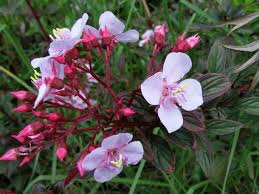 Image result for Heterocentron macrostachyum