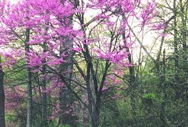Eastern Redbud Tree Piedmont Master Gardeners