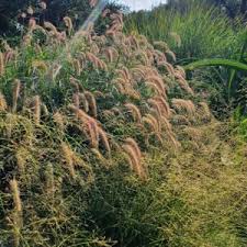 Image result for Schmidtia kalahariensis