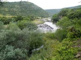 Image result for Coleus hadiensis