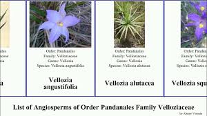 Image result for Velloziaceae