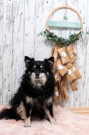 Diy Adventskalender Fur Hunde Selbermachen Mit Gewinnspiel Zucker Und Zimt Design Hunde Adventskalender Adventkalender Zucker Und Zimt Design