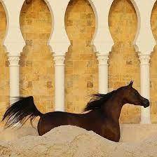 الخيل العربي on instagram الخيل خيل خيول الخيول الخيول العربية الخيل العربية الخيول العربيه الخيل العربي الخيول العربية الأصيلة مربط horses animals giraffe