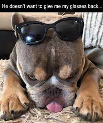 Funny Memes Pictures Funny Animal Pictures 7 1 Funny Animal Pictures Cute Animals Funny Animals