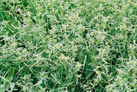 Image result for Stylosanthes guianensis