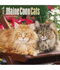They enjoy being playful and interacting with the whole family but they also enjoy showing affection and cuddling up with the ones they love. Maine Coon Cats 2016 Wall Buy Maine Coon Cats 2016 Wall Online At Low Price In India On Snapdeal