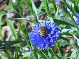 Check spelling or type a new query. Can You Help The Honey Bees Kevin Lee Jacobs