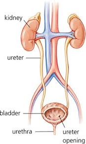 The right kidney is a bit lower because of displacement by the large right your kidneys are located towards the back of your abdomen, behind the peritoneum (a membrane that lines the inside of your abdomen). Department Of Surgery End Stage Renal Disease