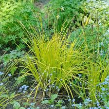 Carex Elata Aurea Bowles Golden Sedge Carex Stricta Aurea Carex Elata Bowles Golden Ca Ornamental Grasses Ornamental Grass Landscape Mailbox Garden
