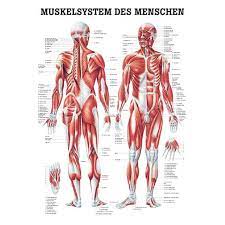 Anatomy mapper has been online since 2009, and has lead to numerous publications and international collaborations. Muscle Map Human Muscular System Muscular System Muscle Anatomy