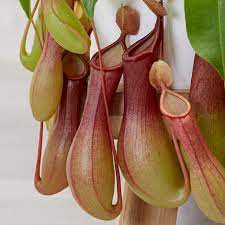 Stems branch and scramble, and frequently sprout basal shoots. Buy Pitcher Plant Or Monkey Cups Nepenthes Ventricosa