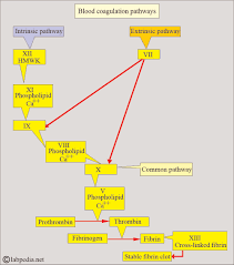 Image result for Common Clotting Pathway