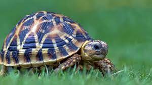 Interestingly, male indian star tortoises for sale are usually under 20 cm (8 inches) long. A Guide To Caring For Indian Star Tortoises As Pets