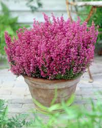 Fiori bianchi vaso / immagini stock il vaso e rivestito. 10 Piante Da Balcone Perenni