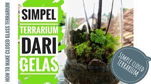 Anda dapat berkreasi dalam memilih isian terrarium sesuai dengan keinginan anda. Diy Simple Vivarium Terrarium Membuat Terrarium Vivarium Dari Gelas Youtube