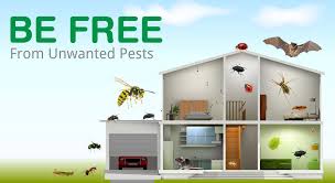 These hotel pest control services are admired by our customers for their systematic approach and perfect execution. Protect Your Home From Unwanted Pests Call Hicare Pest Control Services In Bangalore Offering Home Pest Management Pest Control Services Best Pest Control