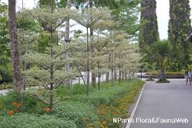 Image result for Terminalia neotaliala