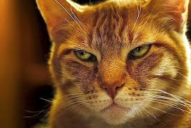 To dream that a cat has glowing. How To Bond With Your Cat And Get Your Cat To Be More Affectionate