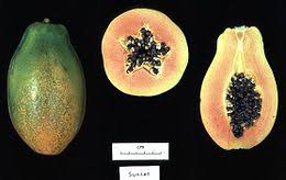 These transgene crops possess desirable characteristics in terms of flavor, colour of flowers, growth rate, size of harvested products and resistance to diseases and pests. Genetically Modified Food Wikipedia