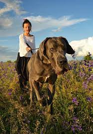 Besides preparing for your great dane puppy also include some research. Untitled By Belu Gheorghe 500px Great Dane Great Dane Dogs Girl And Dog