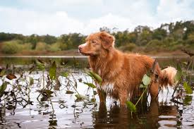 Image result for nova scotia duck tolling retrívr